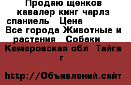 Продаю щенков кавалер кинг чарлз спаниель › Цена ­ 40 000 - Все города Животные и растения » Собаки   . Кемеровская обл.,Тайга г.